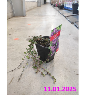 Vinca minor 'Atropurpurea' C 1,4 L